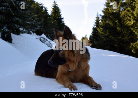 Deutscher Schäferhund (Langhaarigen) Porträt im Winter Landschaft. Stockfoto