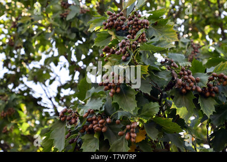 Wild Service Baum (Sorbus torminalis) Frucht. Zweige und Laub von Checker Baum. Stockfoto