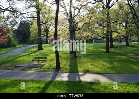 Hohe Bäume im Green Park Stockfoto