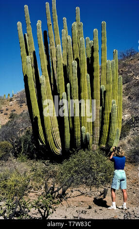 Eine mexikanische Riesen cordon Kaktus (Pachycereus pringlei) Zwerge eine Frau das Fotografieren des exotischen Wüste plant, die während eines Besuchs auf remote Santa Catalina Insel im Meer von Cortez an der Ostküste der Baja California Sur in Mexiko, Nordamerika. Cordon ist das der höchste Arten von Kakteen in der Welt. Mit einer massiven Stamm, eine beeindruckende Anzahl von vertikalen Branchen unterstützen können, dieses langsam wachsende saftige erreichen 30 Fuß (9,1 m) oder höher; seine Höhe ist 63 Fuß (19,2 m). Auch als Elefant Cactus bekannt, die Lebensdauer von Cordon Cactus so lang ist wie 300 Jahre. Stockfoto