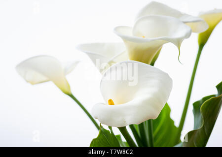 Wunderschöne Calla Lilien Blumen mit Blatt isoliert auf dem weißen Hintergrund Stockfoto