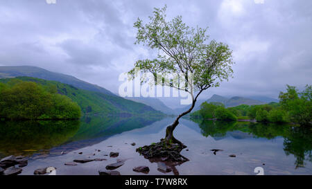 Llanberis, Wales - Mai 1, 2019: "Der einsame Baum" von Llyn Padarn in der Nähe von Llanberis in Snowdonia, Wales Stockfoto