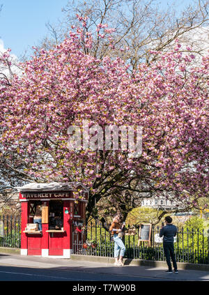 Umgebaute Polizei-Anrufbeantworter, Waverley Café-Kaffeestand, Market Street, Edinburgh, Schottland, Großbritannien mit Kirschblüte Stockfoto