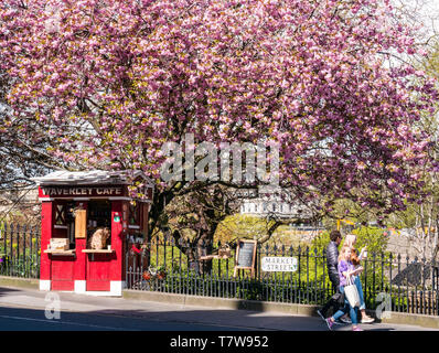 Umgebaute Polizei-Anrufbeantworter, Waverley Café-Kaffeestand, Market Street, Edinburgh, Schottland, Großbritannien mit Kirschblüte Stockfoto