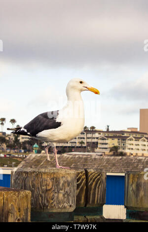 In der Nähe von Seagull mit Verletzten Extremität Stehen auf einem Bein in Redondo Beach Pier bei bewölktem Himmel. Stockfoto