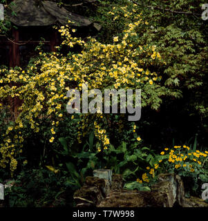 In der Nähe von Yellow Canary Bird Kletterrose Stockfoto