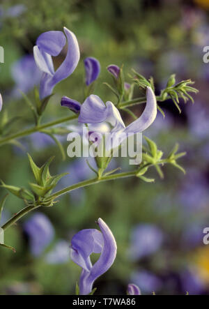 Close-up von Salvia Patens" Cambridge Blau' Stockfoto