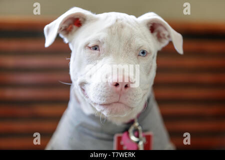 Die amerikanische Grube Stier Terrier Hündin Welpe Kopf. Stockfoto