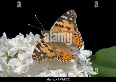 Braune Schmetterling mit geöffneten Flügeln sitzend auf weißen Flieder auf Schwarz isoliert blühenden Stockfoto