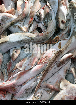 Nahaufnahme des frisch gefangenen Fisch Hund in Lyme Regis, Dorset (UK) Stockfoto