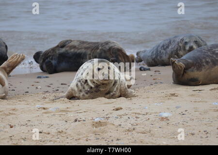 Dichtungen mit ihren Welpen am Strand Stockfoto