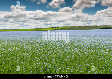 Linum perenne - Flachs Feld in der Blüte im Frühjahr in Frankreich Stockfoto