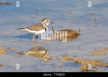 Dreibändiger Pfropfenstrauch (Charadrius tricollaris) waten in flachem Wasser in einem ländlichen Damm, Westkap, Südafrika Stockfoto