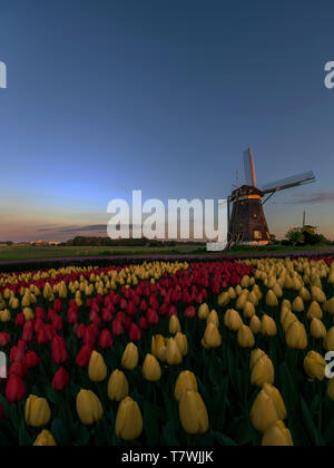 Niederländische Frühjahr Sonnenuntergang auf die Windmühlen und Tulpen Bauernhof mit roten und gelben Tulpen Blumen Blüten Stockfoto