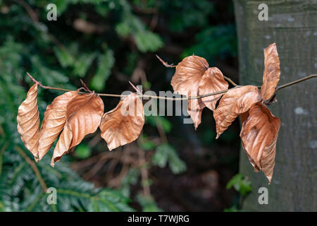 Braun tot und trockene Blätter hängen auf der Branche mit neuen Knospen zu verschachtelten wächst. Stockfoto