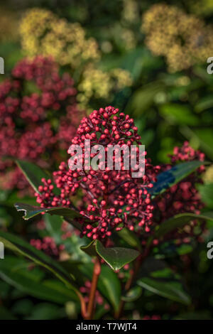 Nahaufnahme von Viburnum Tinus 'Eve Price' Blüte im Frühjahr Zeit Stockfoto