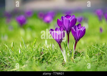 Nahaufnahme von Drei violette Crocus Blume blühen im Frühjahr gegen ein grünes Gras warten auf Bienen Stockfoto