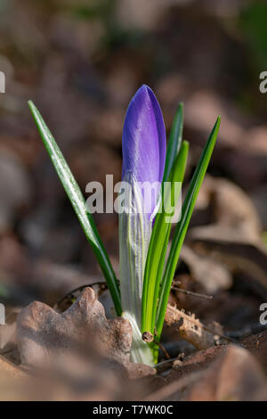 Nahaufnahme eines violette Crocus Blume blühen im Frühjahr gegen ein grünes Gras warten auf Bienen Stockfoto