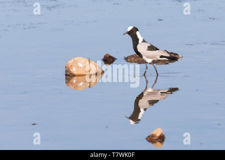 Schmied Kiebitz/Plover (Vanellus armatus) waten in einer Farm Dam mit Reflexion, Seitenansicht, Western Cape, Südafrika im frühen Herbst Stockfoto