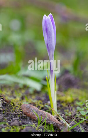 Nahaufnahme eines violette Crocus Blume blühen im Frühjahr gegen ein grünes Gras warten auf Bienen Stockfoto