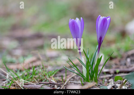 Nahaufnahme eines violette Crocus Blume blühen im Frühjahr gegen ein grünes Gras warten auf Bienen Stockfoto