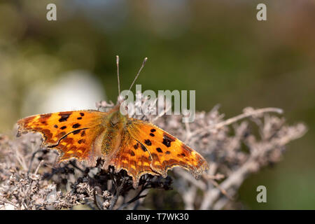 Polygonia c-Album (Komma) Schmetterling auf eine getrocknete Blume unter der Sonne Licht Stockfoto