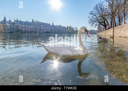 Weißer Schwan schwimmen auf dem Teich von Hofvijver, das niederländische Parlament Gebäude und unter einem hellen und warmen späten Winter Sonne Licht, Den Haag, Niederlande Stockfoto