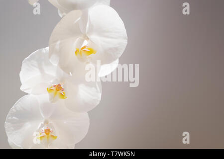 Perfekte Blüten auf eine Orchidee Pflanze. Stockfoto