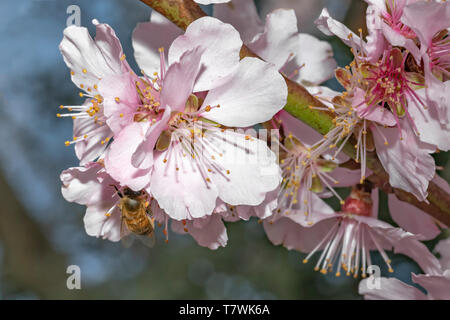 Bienen fliegen auf Rosa japanische Kirschblüte blühenden Jahreszeit unter einem Ende Winter Blue Sky Stockfoto