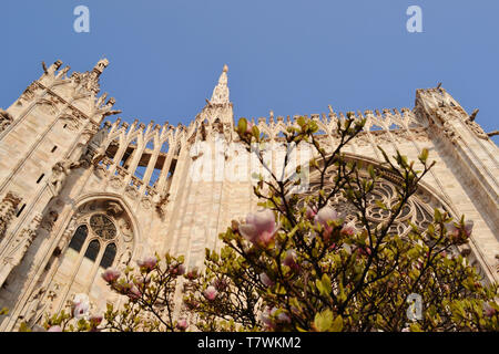 Schöne Nahaufnahme Blick auf den Dom von Mailand Marmor mit großen Fenstern und Statuen Wände und Magnolie Blüten vor Ihnen eingerichtet. Stockfoto