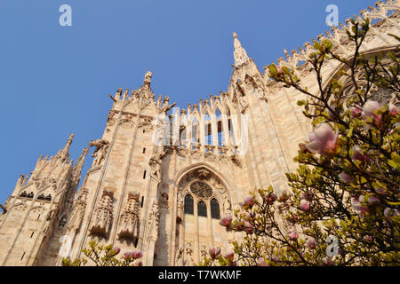 Schöne Nahaufnahme Blick auf den Dom von Mailand Marmor mit großen Fenstern und Statuen Wände und Magnolie Blüten vor Ihnen eingerichtet. Stockfoto