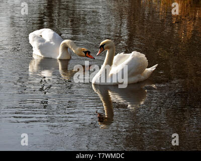 Zwei Höckerschwäne (Cygnus olor) Anzeigen in Golden chiaroscuro Licht auf die schimmernde Wasser eines Kanals in West Yorkshire, England, Großbritannien Stockfoto