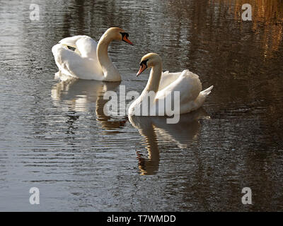 Zwei Höckerschwäne (Cygnus olor) Anzeigen in Golden chiaroscuro Licht auf die schimmernde Wasser eines Kanals in West Yorkshire, England, Großbritannien Stockfoto