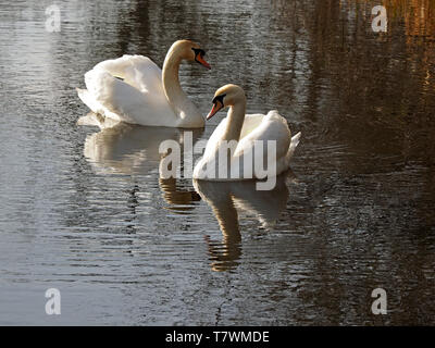 Zwei Höckerschwäne (Cygnus olor) Anzeigen in Golden chiaroscuro Licht auf die schimmernde Wasser eines Kanals in West Yorkshire, England, Großbritannien Stockfoto