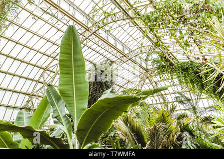 Tropische Pflanzen grüne Blätter Laub im Gewächshaus Gewächshaus, Wintergarten, Garten voller frischen grünen Pflanzen Stockfoto