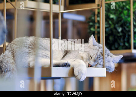 Eine Katze schlafend in einem Cat Cafe. Asakusa, Tokyo, Japan. Stockfoto