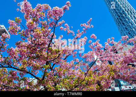 Rundfunk, Restaurant und Aussichtsturm. Vor, Sakura Bäumen. Die sumida, Tokio, Japan. Stockfoto