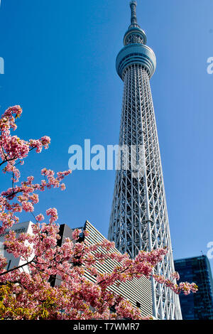 Rundfunk, Restaurant und Aussichtsturm. Vor, Sakura Bäumen. Die sumida, Tokio, Japan. Stockfoto