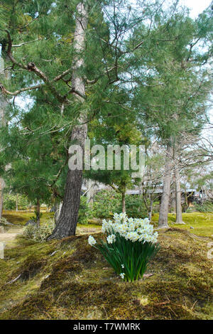 Garten der Hogon-in Tempel, ein subtemple von Tenryu-ji Temple. Arashiyama, Kyoto, Japan. Stockfoto