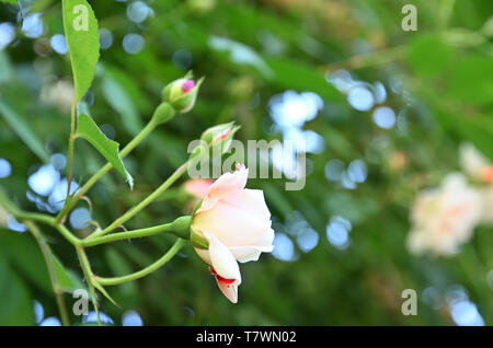 Rosen von der Art von Wild Rose namens Rose Odorata Stockfoto
