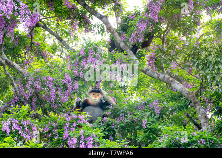 Pygathrix nemaeus in der Jahreszeit des millettia Blumen auf dem Son Tra Halbinsel gemausert, Da Nang, Vietnam. Dies ist eine kleine Gruppe von seltenen wilden anim Stockfoto