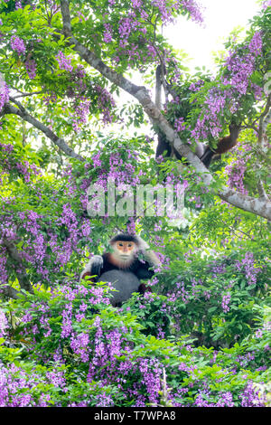 Pygathrix nemaeus in der Jahreszeit des millettia Blumen auf dem Son Tra Halbinsel gemausert, Da Nang, Vietnam. Dies ist eine kleine Gruppe von seltenen wilden anim Stockfoto