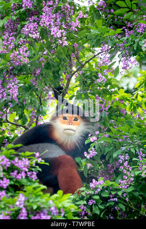 Pygathrix nemaeus in der Jahreszeit des millettia Blumen auf dem Son Tra Halbinsel gemausert, Da Nang, Vietnam. Dies ist eine kleine Gruppe von seltenen wilden anim Stockfoto