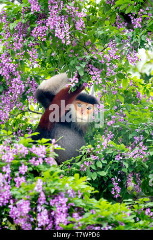 Pygathrix nemaeus in der Jahreszeit des millettia Blumen auf dem Son Tra Halbinsel gemausert, Da Nang, Vietnam. Dies ist eine kleine Gruppe von seltenen wilden anim Stockfoto