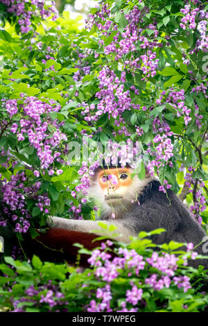 Pygathrix nemaeus in der Jahreszeit des millettia Blumen auf dem Son Tra Halbinsel gemausert, Da Nang, Vietnam. Dies ist eine kleine Gruppe von seltenen wilden anim Stockfoto