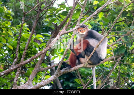 Pygathrix nemaeus in der Jahreszeit des millettia Blumen auf dem Son Tra Halbinsel gemausert, Da Nang, Vietnam. Dies ist eine kleine Gruppe von seltenen wilden anim Stockfoto