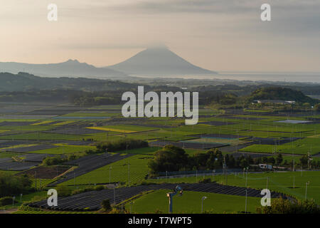 Grüner Tee, Chiran, Minami Kyushu Stadt, Kagoshima Präfektur, Japan. Mt. Kaimon auf der Rückseite. Stockfoto