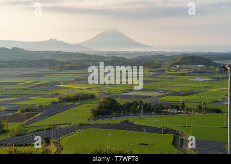 Grüner Tee, Chiran, Minami Kyushu Stadt, Kagoshima Präfektur, Japan. Mt. Kaimon auf der Rückseite. Stockfoto