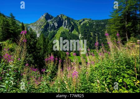 Schweiz, Wallis, Tour du Mt Blanc, Trient, alpine Blumen vor dem Col de Balme und Gipfel von la Croix de Fer, vom trail Chemin du Bisse Stockfoto