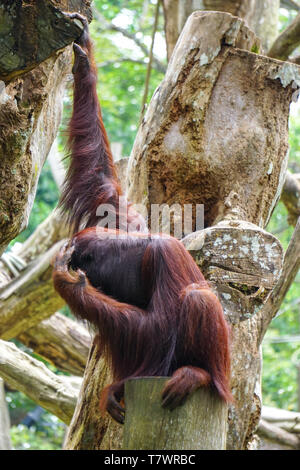 Orang-utan Affe spielen auf den Baum an öffentlichen Park in sonniger Tag. Stockfoto